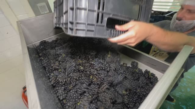 Jundiaí recebe especialistas italianos para aprimorar produção de vinhos
